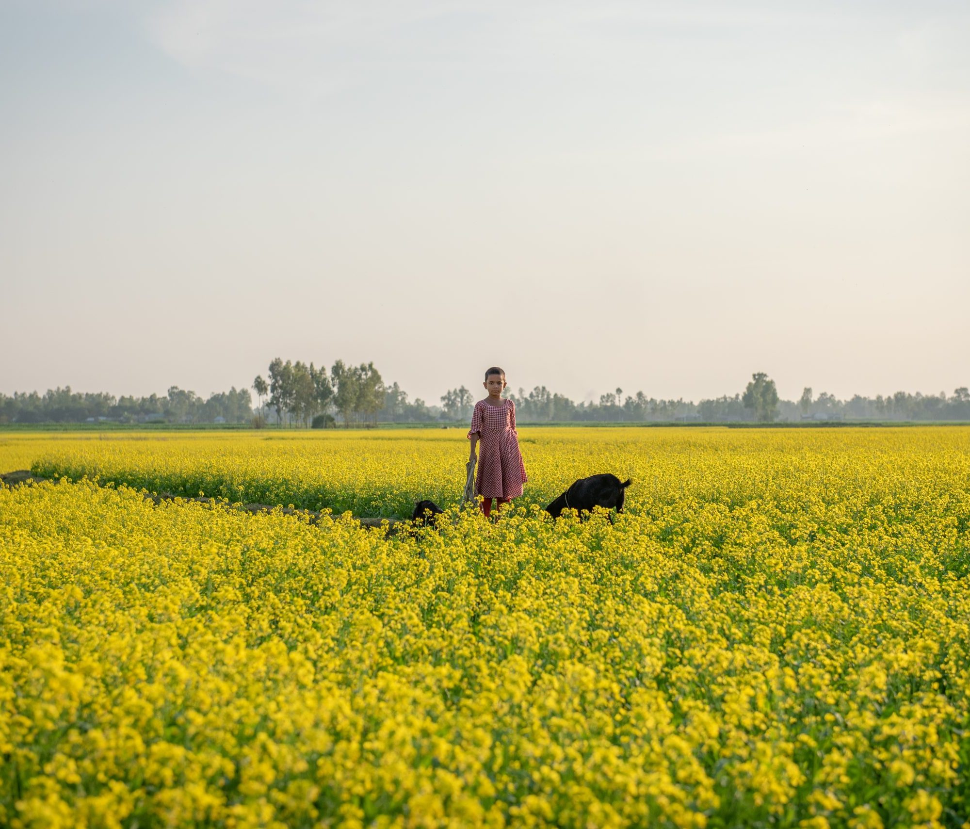 Girl and a dog standing in mustard flower field in bangladesh